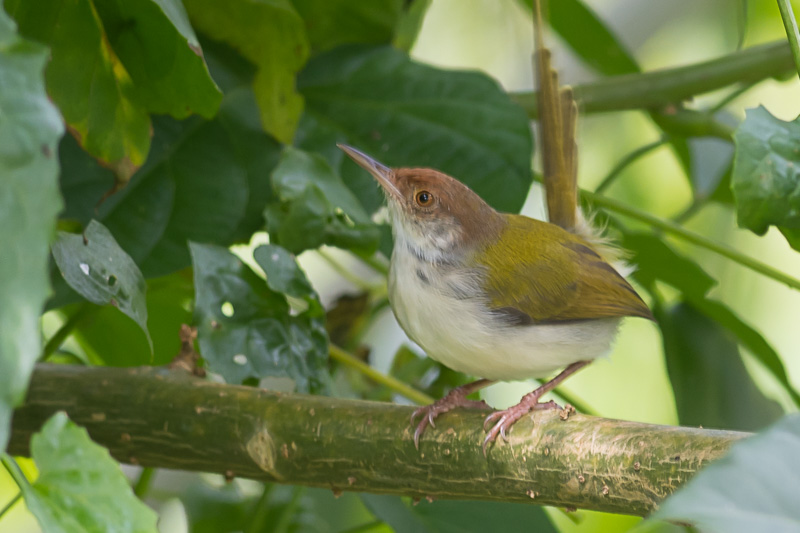 Langstaartsnijdervogel